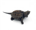 Florida Snapping Turtle-Baby