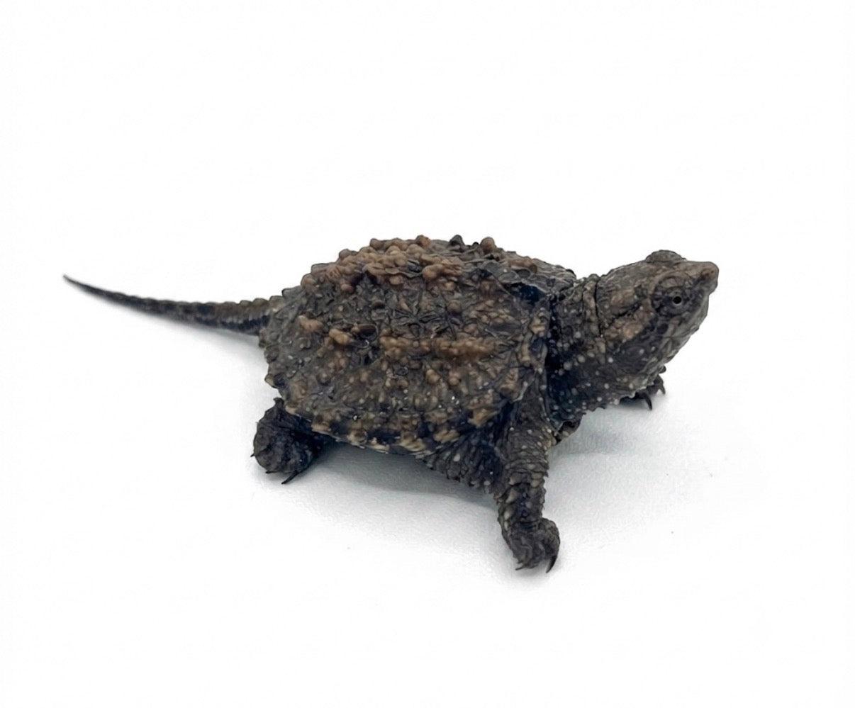 Florida Snapping Turtle-Baby