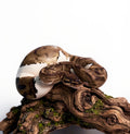 Pied Ball Python-Adult