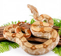 Fire T+ Albino Boa