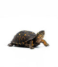 Eastern Box Turtle