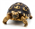 South African Leopard Tortoise