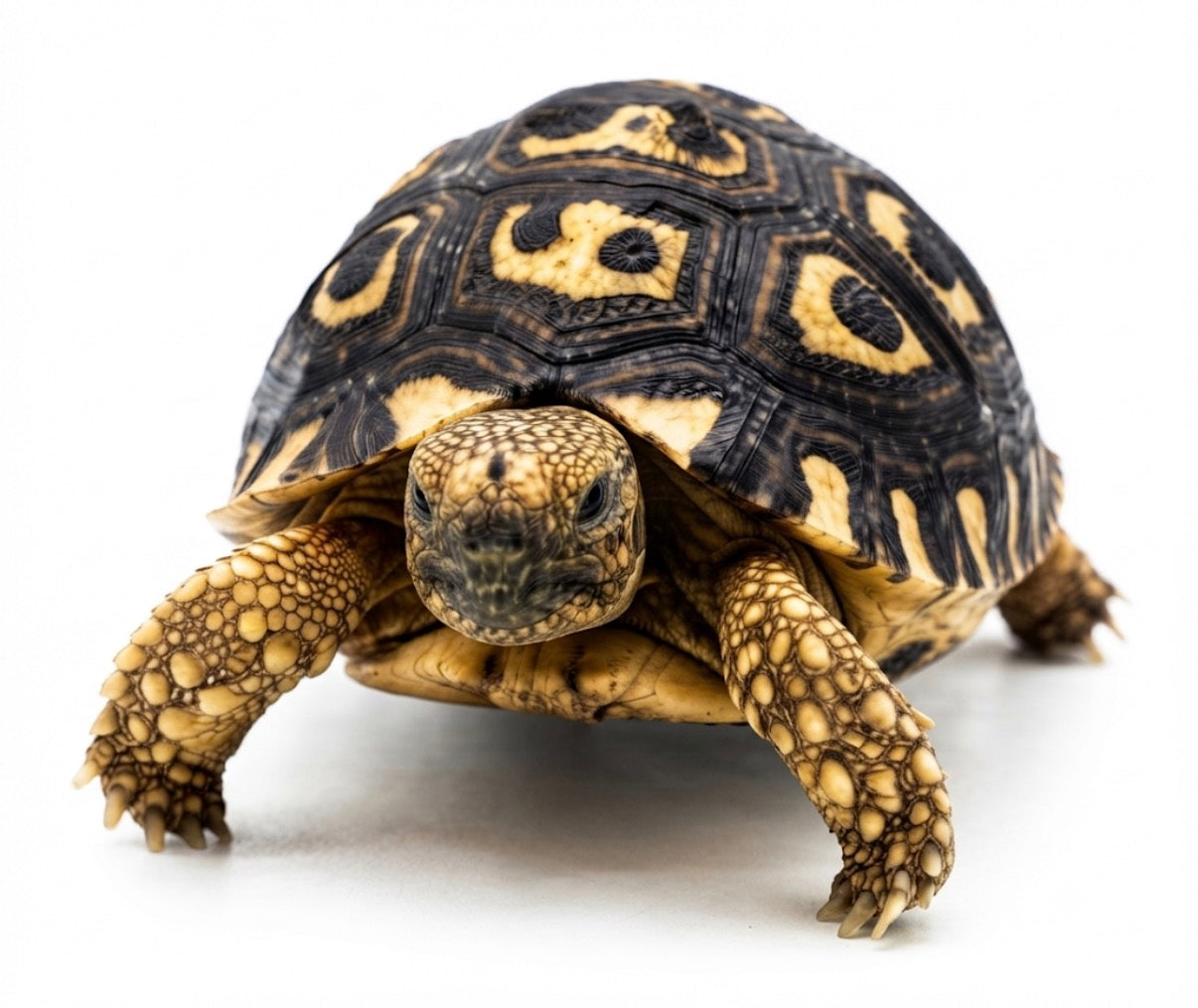 South African Leopard Tortoise
