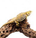 Female Citrus Adult Bearded Dragon