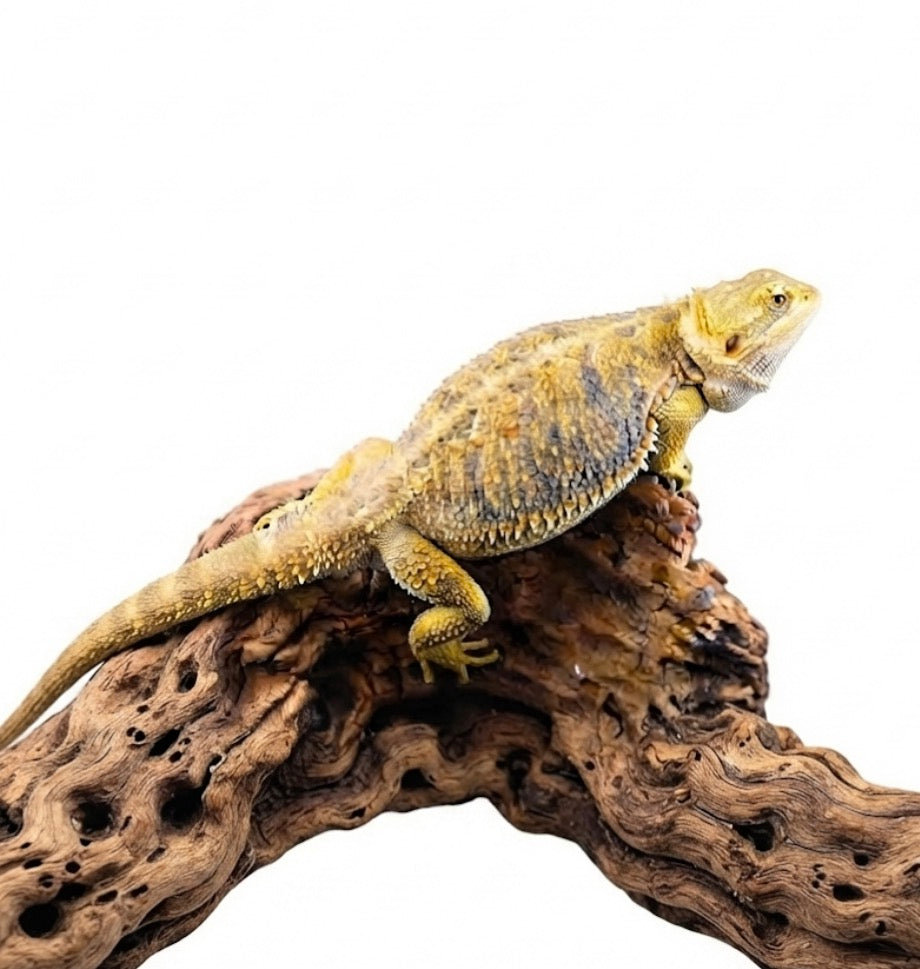 Female Citrus Adult Bearded Dragon