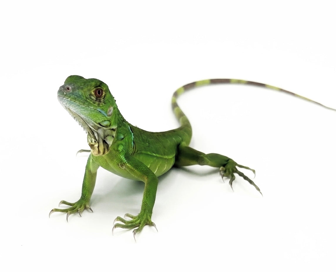 Green Iguana – hatchling