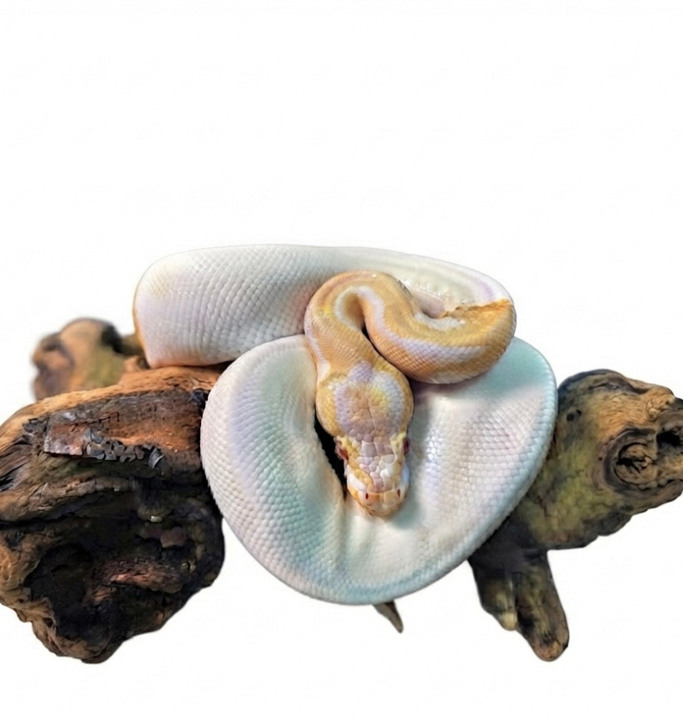 Albino Pied Ball Python