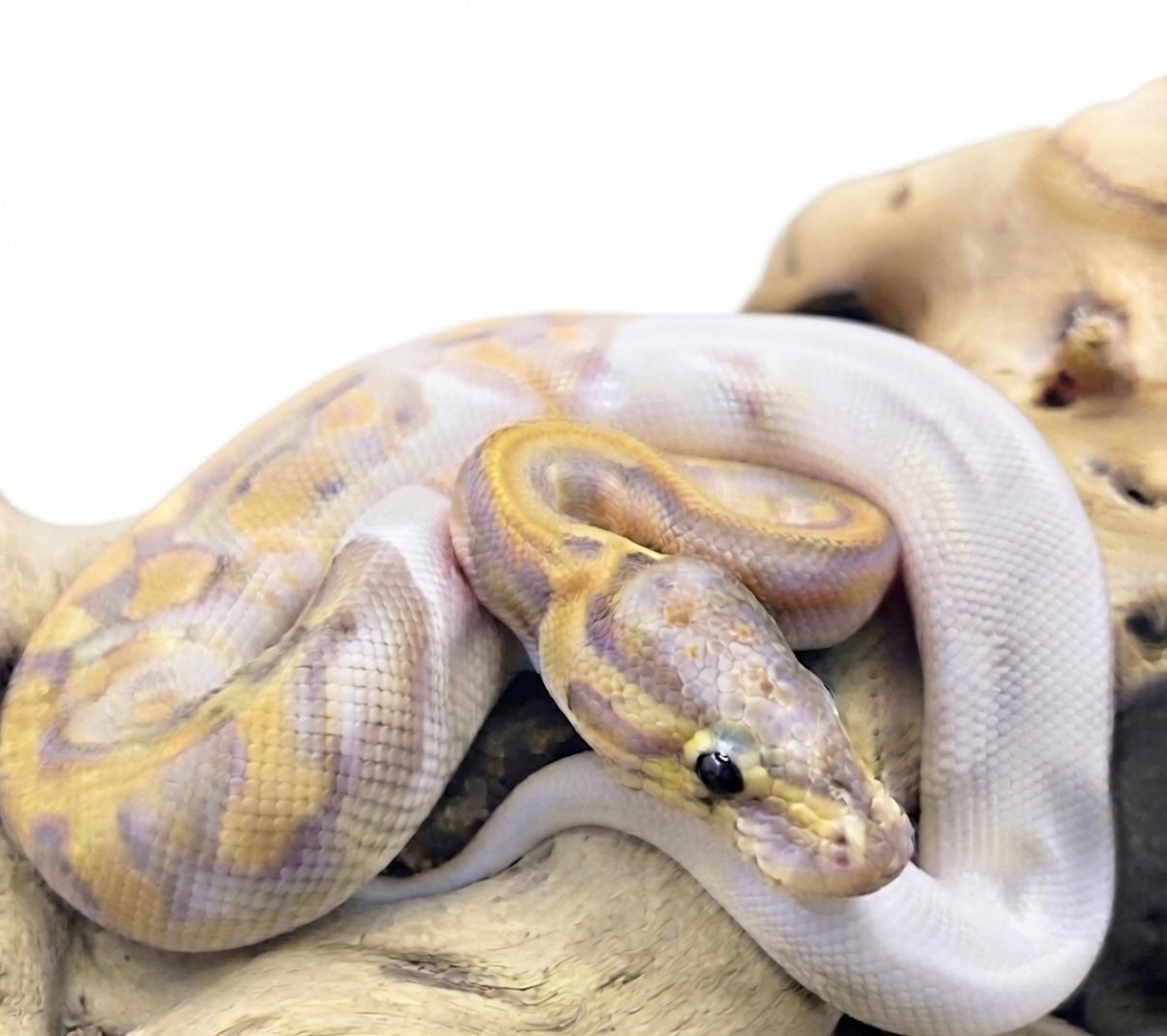 Banana Ball Python-Baby