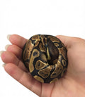 Baby Ball Python