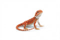Red Bearded Dragon