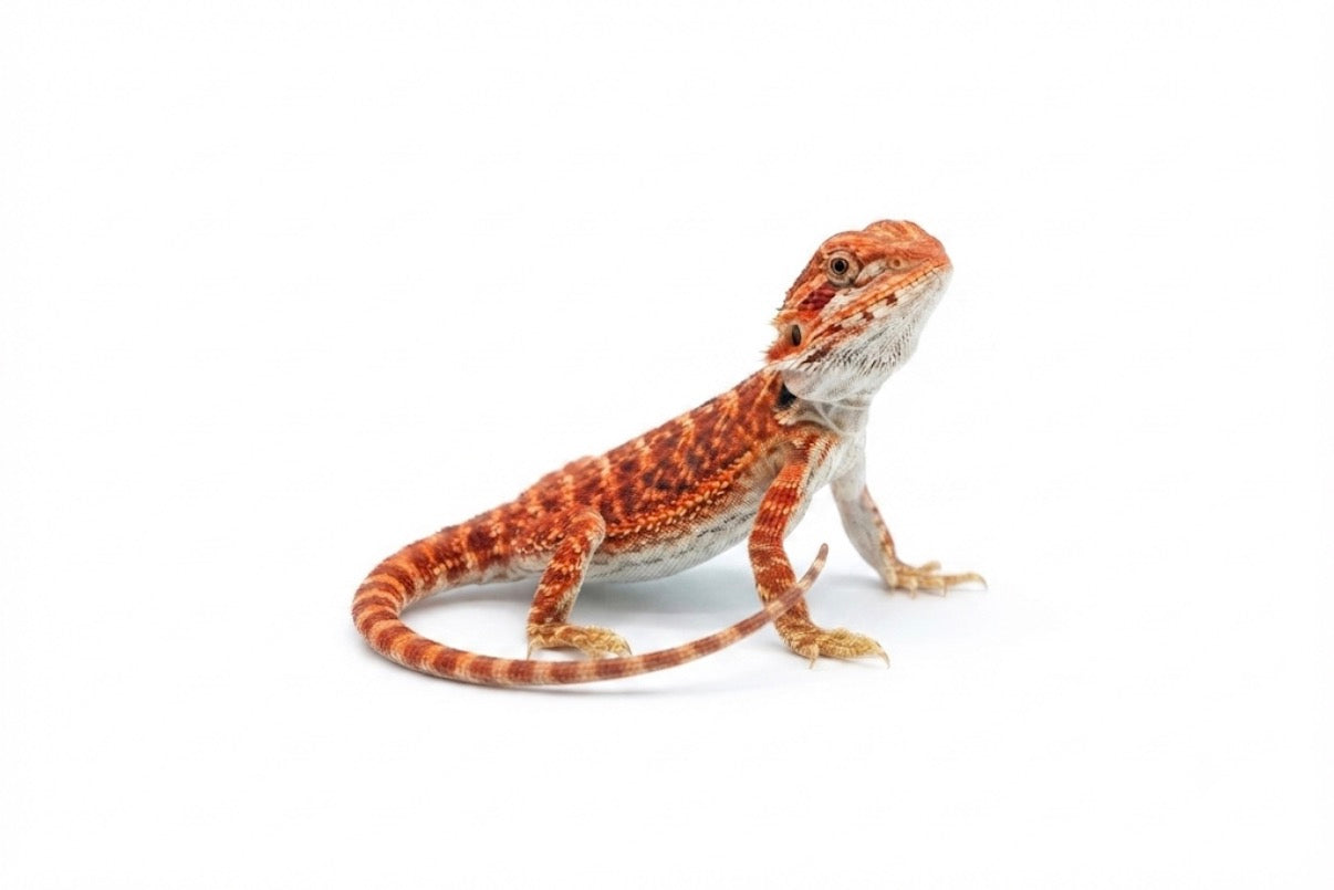 Red Bearded Dragon
