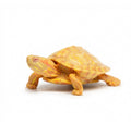 Albino Red Eared Slider-Baby