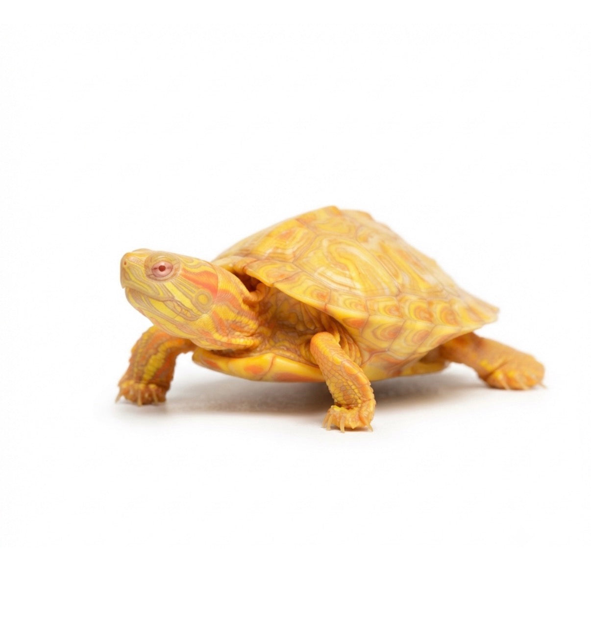 Albino Red Eared Slider-Baby