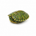 Rio Grande Red Eared Slider