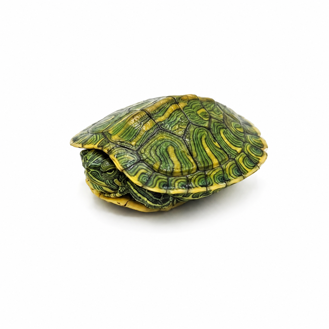Rio Grande Red Eared Slider