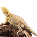 Female Hypo Citrus Adult Bearded Dragon